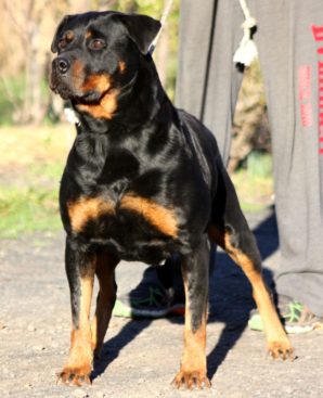 Breeding Working Rottweilers in Australia