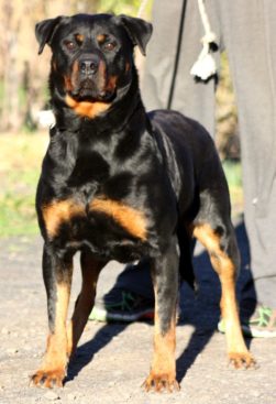 Breeding Working Rottweilers in Australia