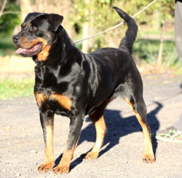 Breeding Working Rottweilers in Australia