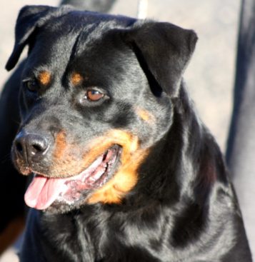 Breeding Working Rottweilers in Australia