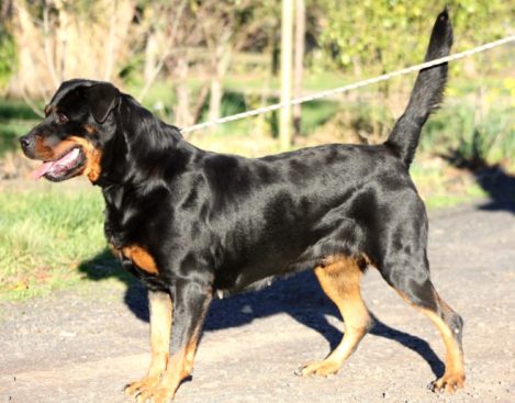 Breeding Working Rottweilers in Australia