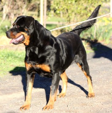 Breeding Working Rottweilers in Australia