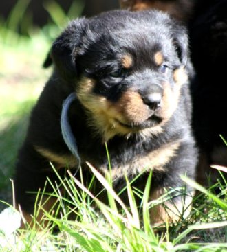 Breeding Working Rottweilers in Australia