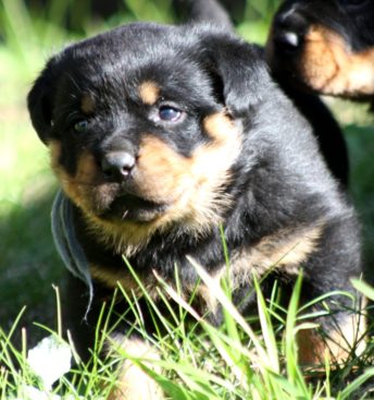 Breeding Working Rottweilers in Australia
