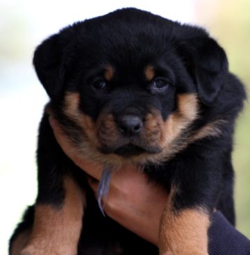 Breeding Working Rottweilers in Australia