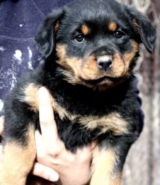 Breeding Working Rottweilers in Australia