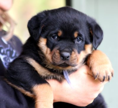 Breeding Working Rottweilers in Australia