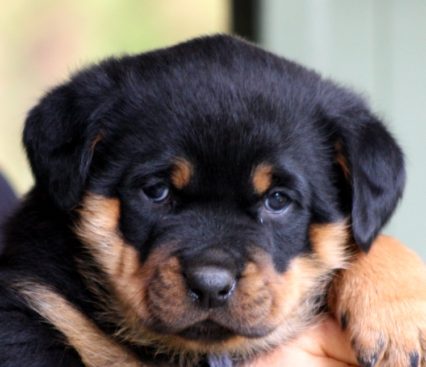 Breeding Working Rottweilers in Australia
