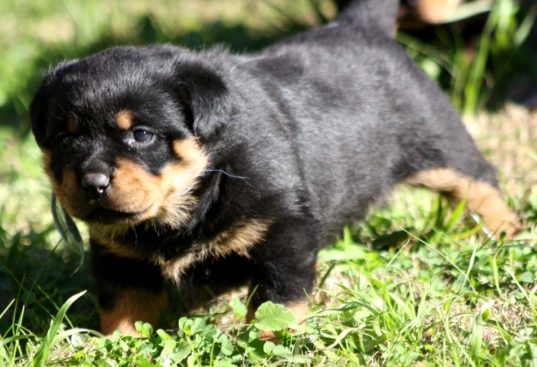 Breeding Working Rottweilers in Australia