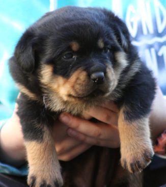Breeding Working Rottweilers in Australia
