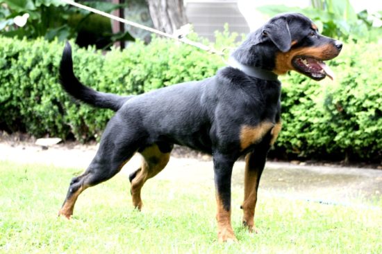 Breeding Working Rottweilers in Australia