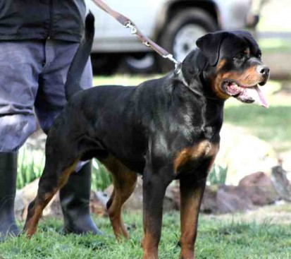 Breeding Working Rottweilers in Australia