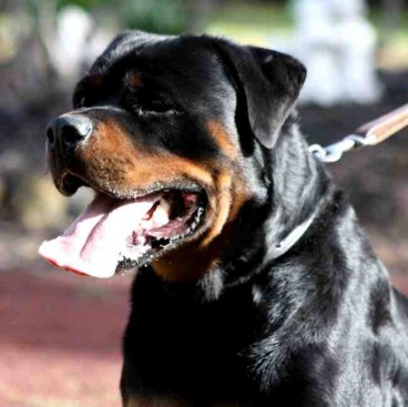 Breeding Working Rottweilers in Australia