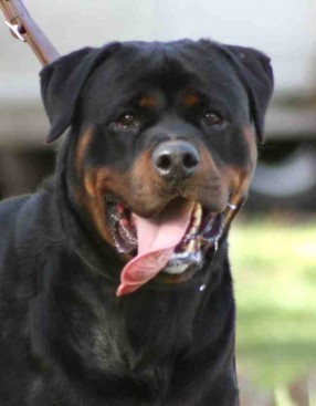 Breeding Working Rottweilers in Australia