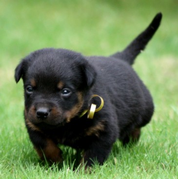 Breeding Working Rottweilers in Australia
