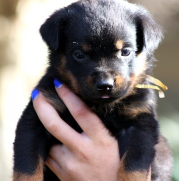 Breeding Working Rottweilers in Australia