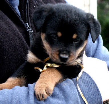 Breeding Working Rottweilers in Australia