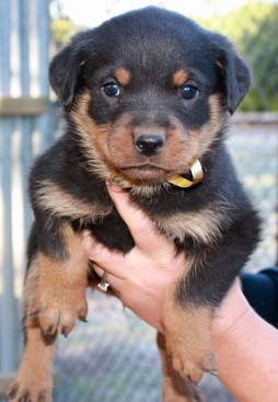 Breeding Working Rottweilers in Australia