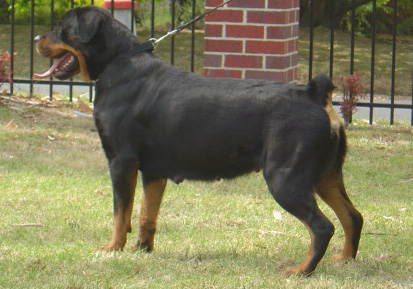 Breeding Working Rottweilers in Australia