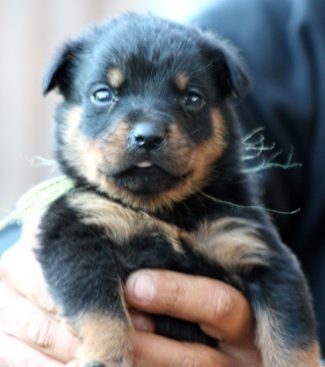 Breeding Working Rottweilers in Australia