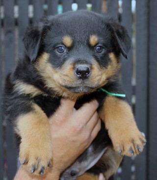 Breeding Working Rottweilers in Australia