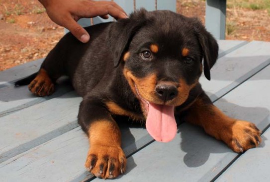 Breeding Working Rottweilers in Australia