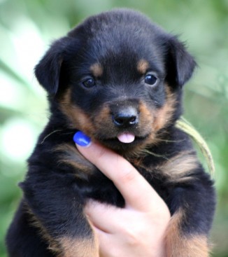 Breeding Working Rottweilers in Australia