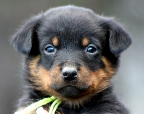 Breeding Working Rottweilers in Australia
