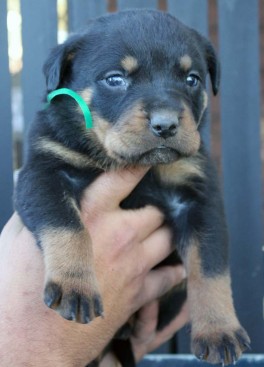 Breeding Working Rottweilers in Australia