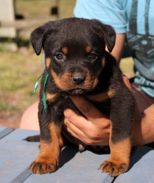 Breeding Working Rottweilers in Australia