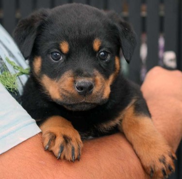 Breeding Working Rottweilers in Australia