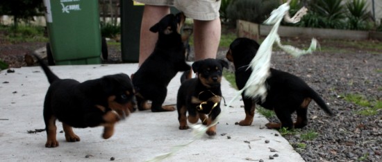 Breeding Working Rottweilers in Australia