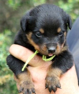 Breeding Working Rottweilers in Australia