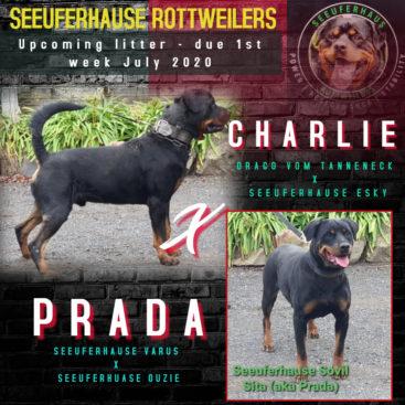 Breeding Working Rottweilers in Australia