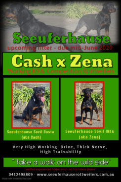 Breeding Working Rottweilers in Australia