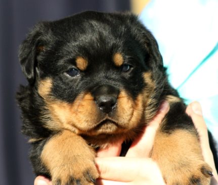 Breeding Working Rottweilers in Australia