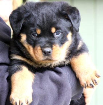 Breeding Working Rottweilers in Australia