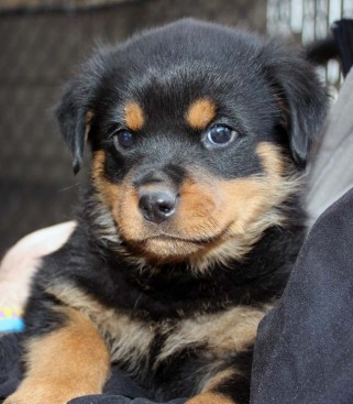 Breeding Working Rottweilers in Australia