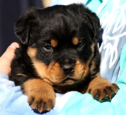 Breeding Working Rottweilers in Australia