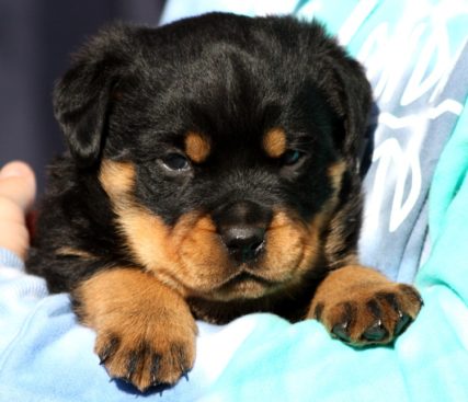 Breeding Working Rottweilers in Australia