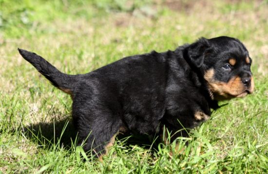 Breeding Working Rottweilers in Australia