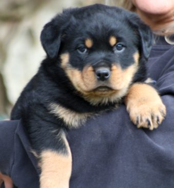 Breeding Working Rottweilers in Australia