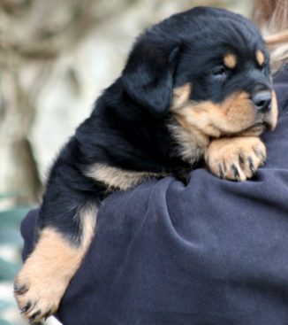 Breeding Working Rottweilers in Australia