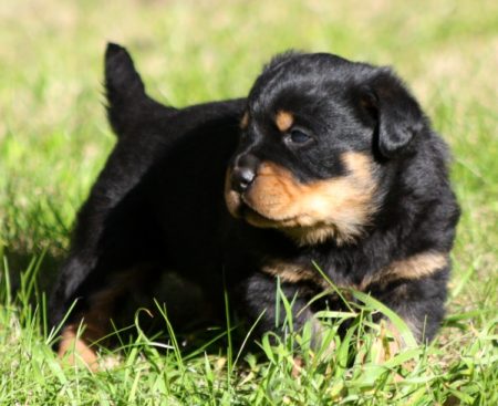 Breeding Working Rottweilers in Australia