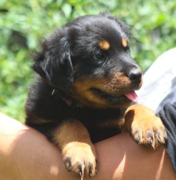 Breeding Working Rottweilers in Australia