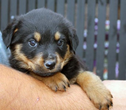 Breeding Working Rottweilers in Australia