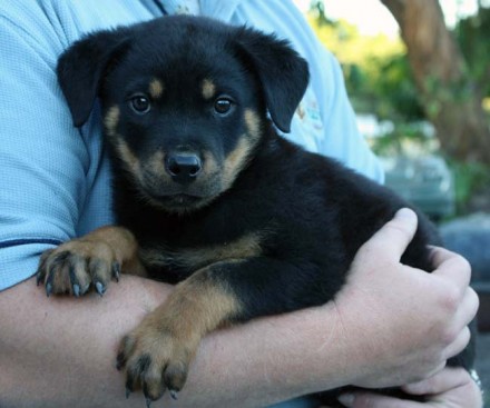 Breeding Working Rottweilers in Australia