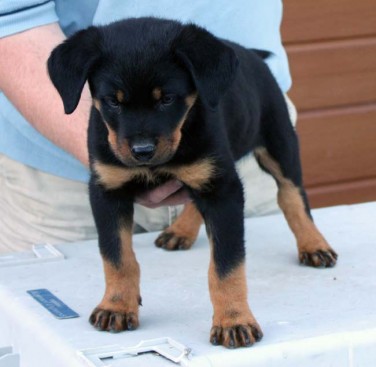 Breeding Working Rottweilers in Australia