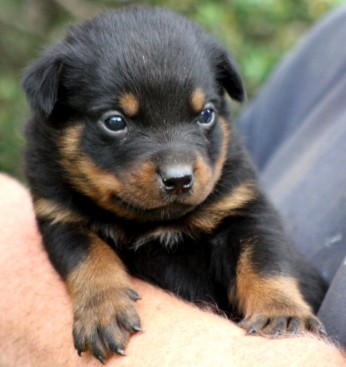 Breeding Working Rottweilers in Australia
