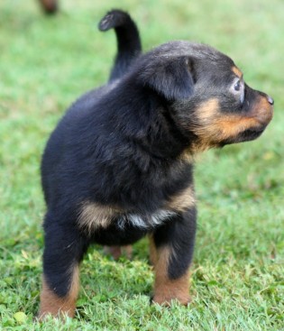 Breeding Working Rottweilers in Australia